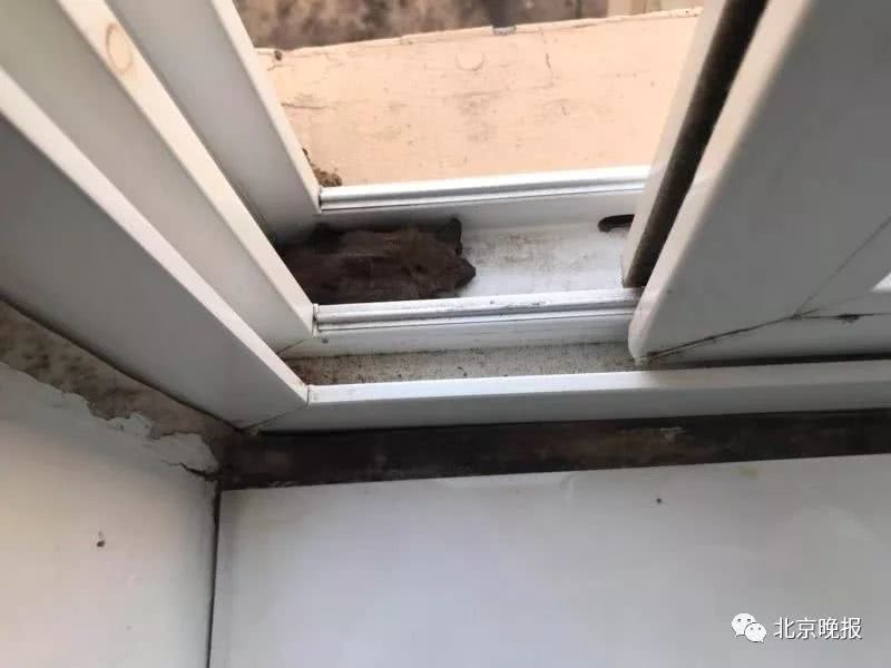 Bat inside a window frame