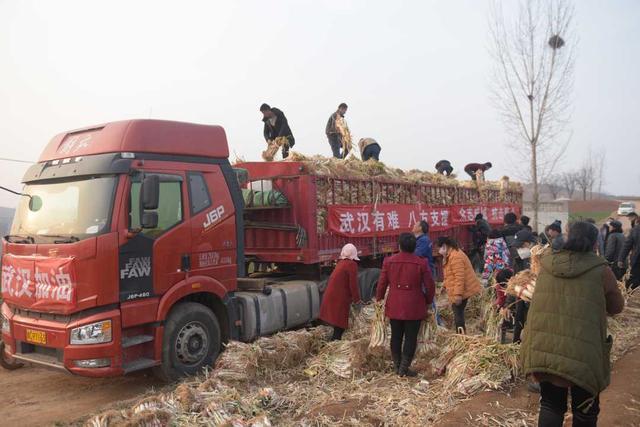 Villagers send shallots to the truck, China