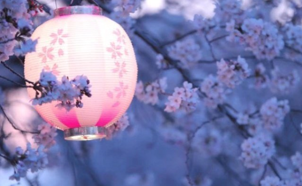 Chinese lantern, Pink