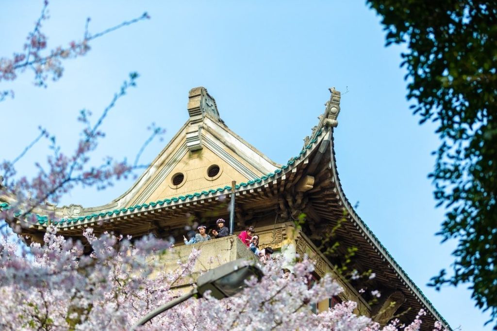 Cherry blossoms in Wuhan University on March 24, 2015
