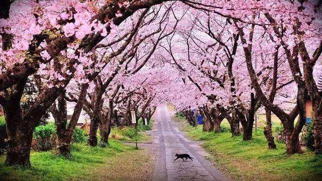 Wuhan University, cherry blossoms