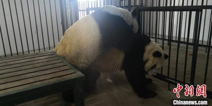 Giant panda Er'lang and An'an completed the relationship. Photo courtesy of Qinling Giant Panda Breeding Research Center of Shaanxi Academy of Forestry