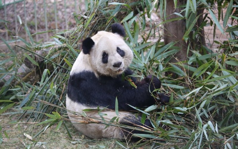 Panda, Eat bamboo