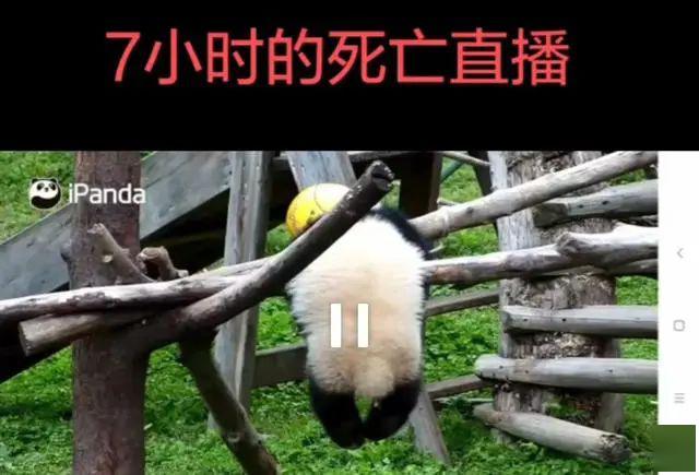 Panda, 7 hours of live death
