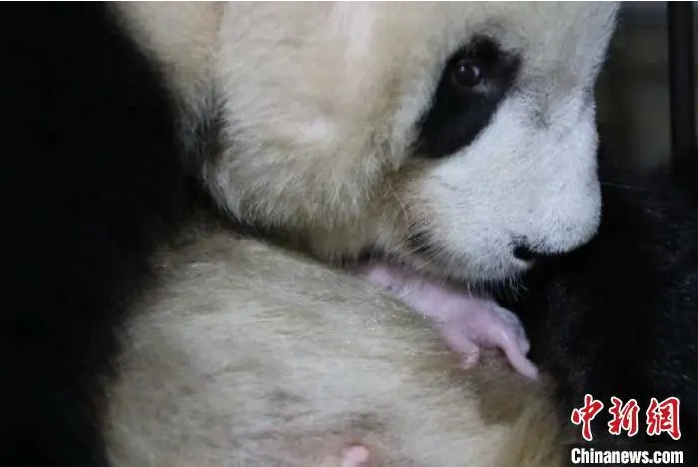 Qinling panda gave birth to a female cub 
