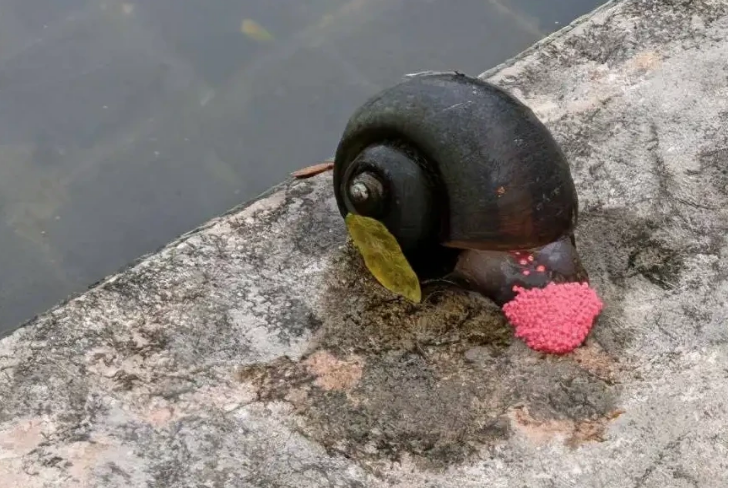 The most terrifying Fushou snail invades Guangdong