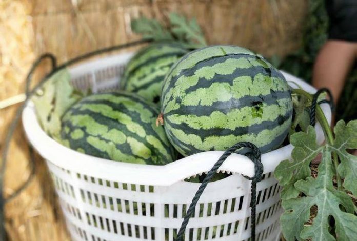The Best Watermelon Kingdom
