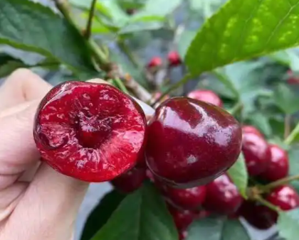The Most Delicious Cherry in Dalian